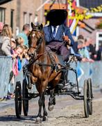 Bomproof mega lieve en knappe ruin! Betuigd, Dieren en Toebehoren, B, Gechipt, Ruin, 3 tot 6 jaar