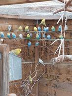 Parkieten diverse kleuren, Dieren en Toebehoren, Meerdere dieren, Parkiet
