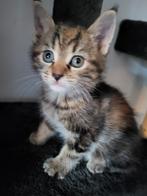 Kruising Maine Coon poesje, Dieren en Toebehoren, Poes, Ontwormd, 0 tot 2 jaar