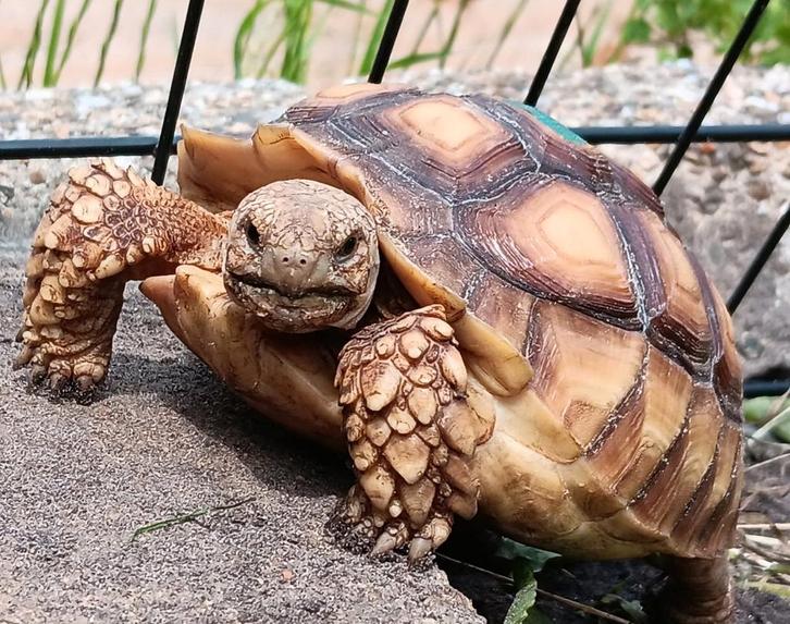Sulcata schildpad