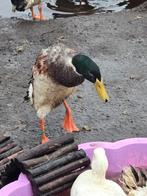 Indische loopeenden, Mei, Mannelijk