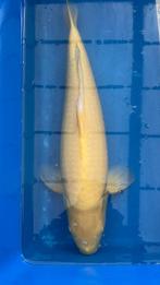 Tamme Jumbo Konishi karashigoi Yonsai Wagoi , Rode ogen!, Karper of Koi