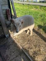 Ouessant Dekram te huur, Dieren en Toebehoren, Schapen, Geiten en Varkens, Mannelijk, Schaap