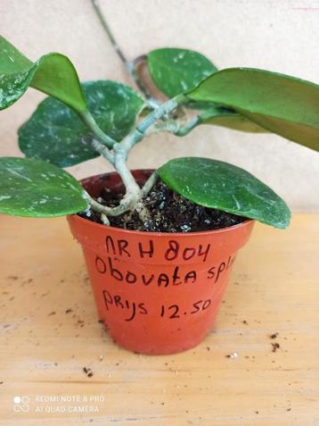 Hoya Obovata potmaat 10 nummer H804 beschikbaar voor biedingen