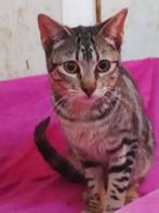 Jarela, Tata, 22-08-2025 gered uit het asiel, Dieren en Toebehoren, Poes, Kortharig, 0 tot 2 jaar