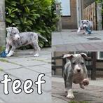 American bully xl pups, Overige rassen, 8 tot 15 weken, CDV (hondenziekte), Meerdere