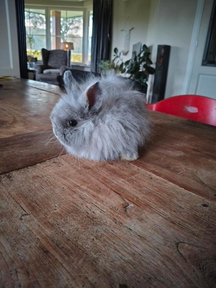 Mooie jonge Dwerg konijntjes, Dieren en Toebehoren, Konijnen, Dwerg, Geslacht onbekend, 0 tot 2 jaar, Hangoor