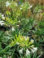 agapanthussen bloeien al op ruime siergrassenkwekerij, Ophalen, Vaste plant, Overige soorten