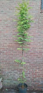 Metasequoia glyptostroboides, watercypres, Tuin en Terras, Ophalen, Volle zon, Overige soorten