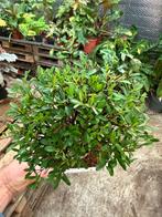 Bonsai Collectie in Stenen Schaaltjes - 3 Soorten, Ophalen of Verzenden