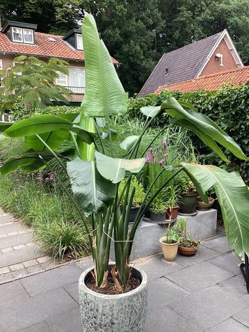 Strelitzia kamerplant beschikbaar voor biedingen