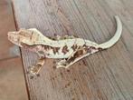 Wimpergekko vrouw tricolor Lillywhite, Hagedis, 0 tot 2 jaar