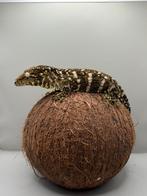 Leachie gekko Nuu ana, Dieren en Toebehoren, Reptielen en Amfibieën, Hagedis, 0 tot 2 jaar