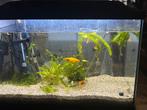 aquarium, Dieren en Toebehoren, Vissen | Aquaria en Toebehoren, Ophalen, Zo goed als nieuw, Leeg aquarium