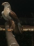 Koningsbuizerd, Dieren en Toebehoren, Vogels | Overige Vogels, Meerdere dieren