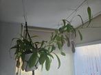 Vlees etende plant - nepenthes x ventrata, Vaste plant, Bloeit niet, Halfschaduw, Ophalen