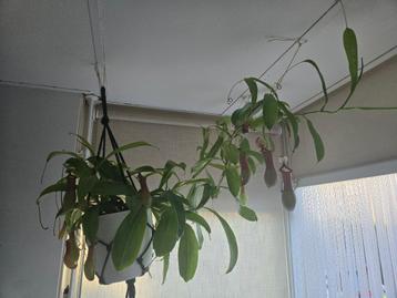 Vlees etende plant - nepenthes x ventrata beschikbaar voor biedingen