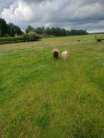 Schaap met ooilam., Dieren en Toebehoren