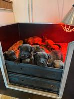 Mechelse herder pups raszuiver, Dieren en Toebehoren, Honden | Herdershonden en Veedrijvers, België, Fokker | Hobbymatig, Rabiës (hondsdolheid)