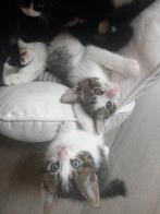 Kittens, Dieren en Toebehoren
