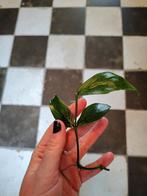 Hoya Polyneura Stek, Huis en Inrichting, Kamerplanten, Overige soorten, Minder dan 100 cm, Bloeiende kamerplant, Halfschaduw