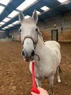 DRINGEND NIEUWE PLEK GEZOCHT!, Dieren en Toebehoren, Pony's, Merrie