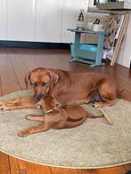 Rhodesian  Ridgeback pups   Goed gesocialiseerd, Overige rassen, Meerdere, Meerdere dieren, Nederland