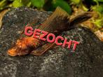 !GEZOCHT! Mannelijke LDA16 longfin pleco, Dieren en Toebehoren, Vissen | Aquariumvissen, Vis, Zoetwatervis