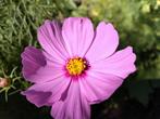 Biologisch Cosmea zaad, gemengde kleuren, Ophalen of Verzenden, Volle zon