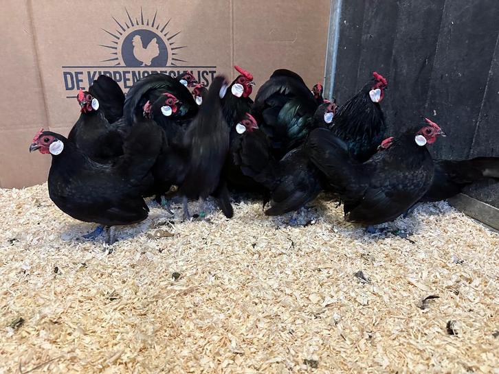 Jonge tamme Java kriel zwart gesekst en ingeënt, Dieren en Toebehoren, Pluimvee, Kip, Vrouwelijk