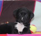 Unieke Labrador pups met stamboom, Dieren en Toebehoren, Nederland, Overige rassen, CDV (hondenziekte), 8 tot 15 weken