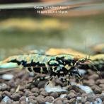 Garnalen caridina aquarium, Boa Galaxy enz, Dieren en Toebehoren, Vissen | Aquariumvissen, Kreeft, Krab of Garnaal