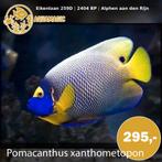 Zeevis, Vis, Zoutwatervis