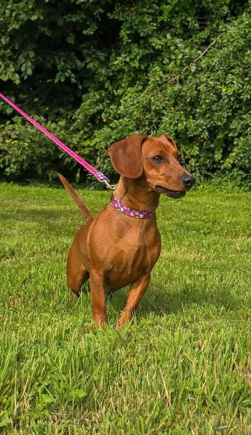 Lieve Teckel-kruising Lilli zoekt een warm en passend thuis, Dieren en Toebehoren, Honden | Niet-rashonden, Klein, Teef, Particulier