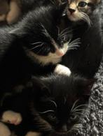 Zwarte lieve kittens te koop V. Mogen per direct opgehaald., Dieren en Toebehoren, Katten en Kittens | Overige Katten, Poes, Kortharig