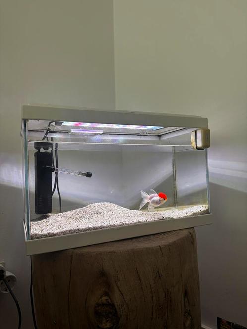 Goudvis incl toebehoren, Dieren en Toebehoren, Vissen | Aquaria en Toebehoren, Zo goed als nieuw, Leeg aquarium, Ophalen
