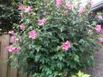 Hibiscus planten nog 3 stuks!, Ophalen, Vaste plant, Overige soorten, Halfschaduw