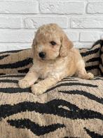 Maltipoo reutjes (maltezer x toy poedel), Dieren en Toebehoren, Honden | Chihuahua's en Gezelschapshonden, CDV (hondenziekte)