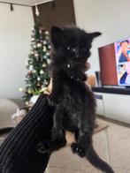 Maine-coons kittens, Meerdere dieren