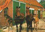 VIERHOUTEN Paarden met Veulens, Verzenden, 1980 tot heden, Gelopen, Gelderland