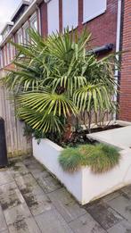 Mooie palmboom, Tuin en Terras, Planten | Tuinplanten, Vaste plant, Overige soorten, Ophalen, Bloeit niet