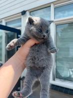 Mooie ras britse korthaar, Meerdere dieren, Ontwormd, 0 tot 2 jaar