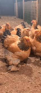 Broedeieren Brahma buff zwart en blauw 95% bevrucht, Dieren en Toebehoren, Pluimvee, Kip