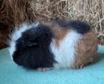 Ch teddy cavia zeugjes, Cavia, Vrouwelijk, Mei, Tam