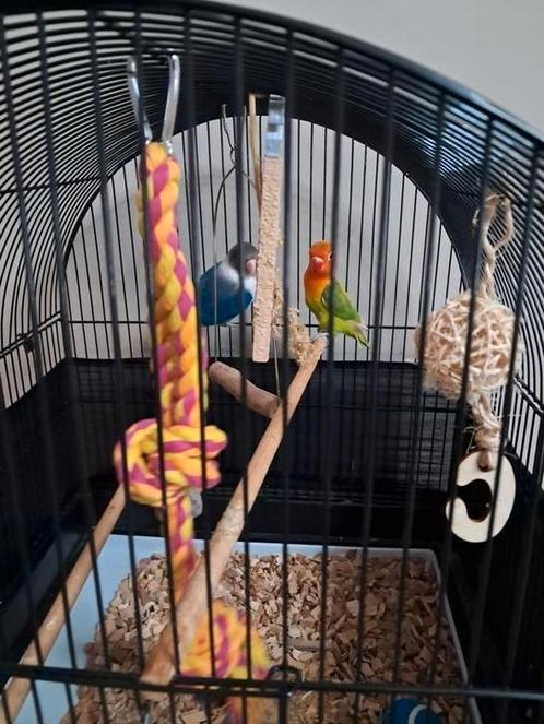 Dwerg papagaaien 4 mnd jong, Dieren en Toebehoren, Knaagdieren, Overige typen, April, Tam