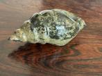 Zwarte Onyx in de vorm van schelp   Decoratie, Ophalen of Verzenden