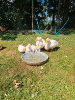 Twee witte loopeenden, Dieren en Toebehoren, Pluimvee, Meerdere dieren, Eend