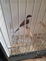 Gezocht Europese vogels  zaad en insecten, Dieren en Toebehoren, Vogels | Overige Vogels, Meerdere dieren, Wildzangvogel, Geringd