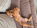 Leuke Jackell (teckel x jack russell), Reu, 8 tot 15 weken, Korthaar, Dwerg