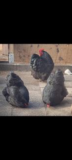 Orpington kriel zwart split hennen, Vrouwelijk, Kip